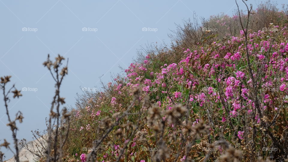 Sweetpea also known as snapdragon growing on a hill