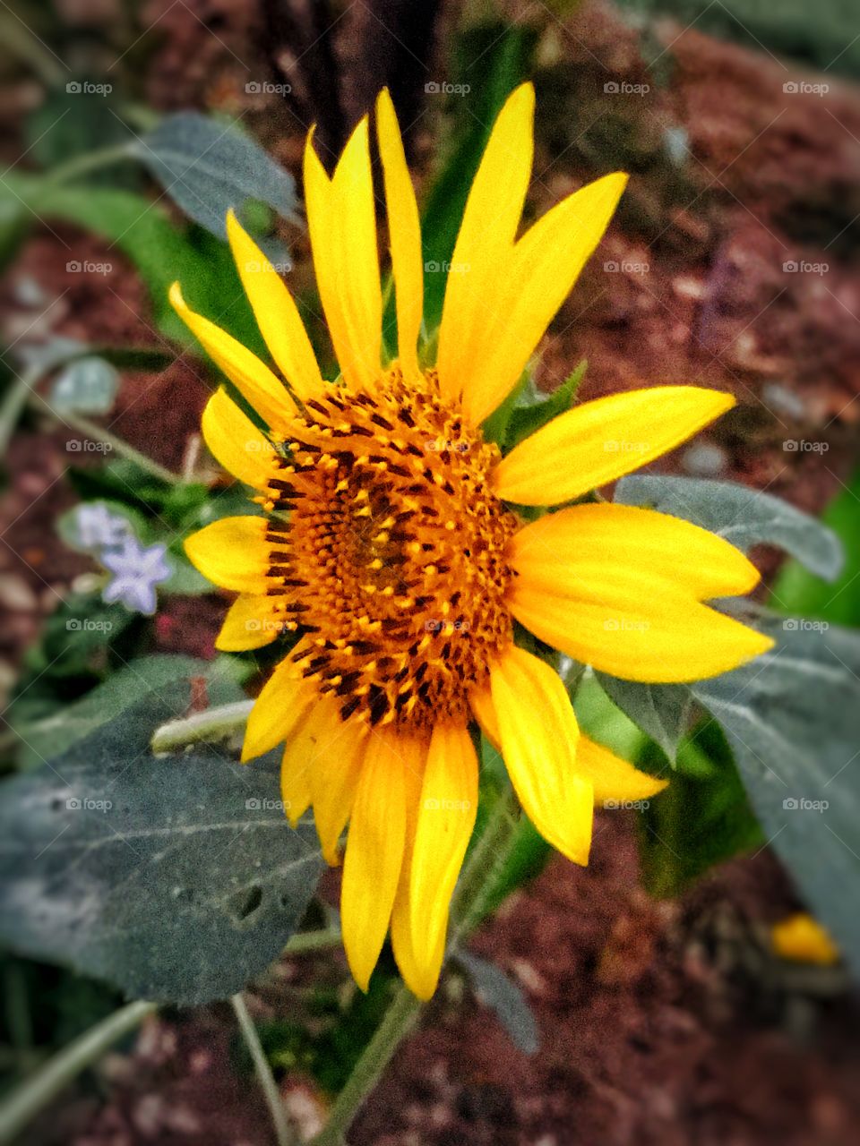 Sunflower is my second fav flower 