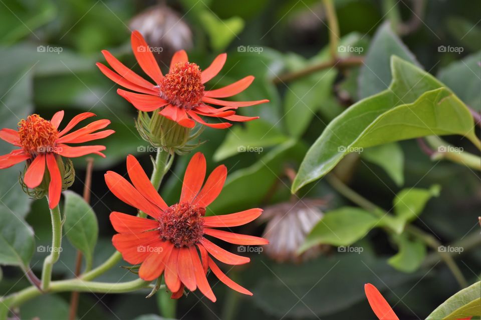 Three orange flowers