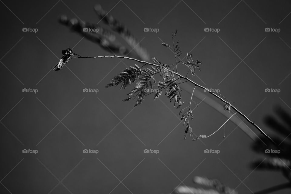 Bird, Monochrome, Sky, Silhouette, Flight