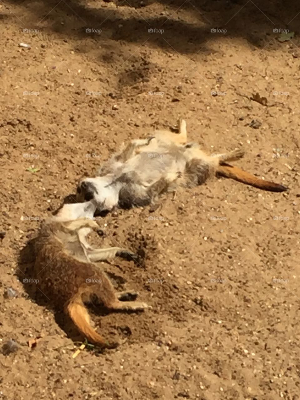 Meerkats snoozing 