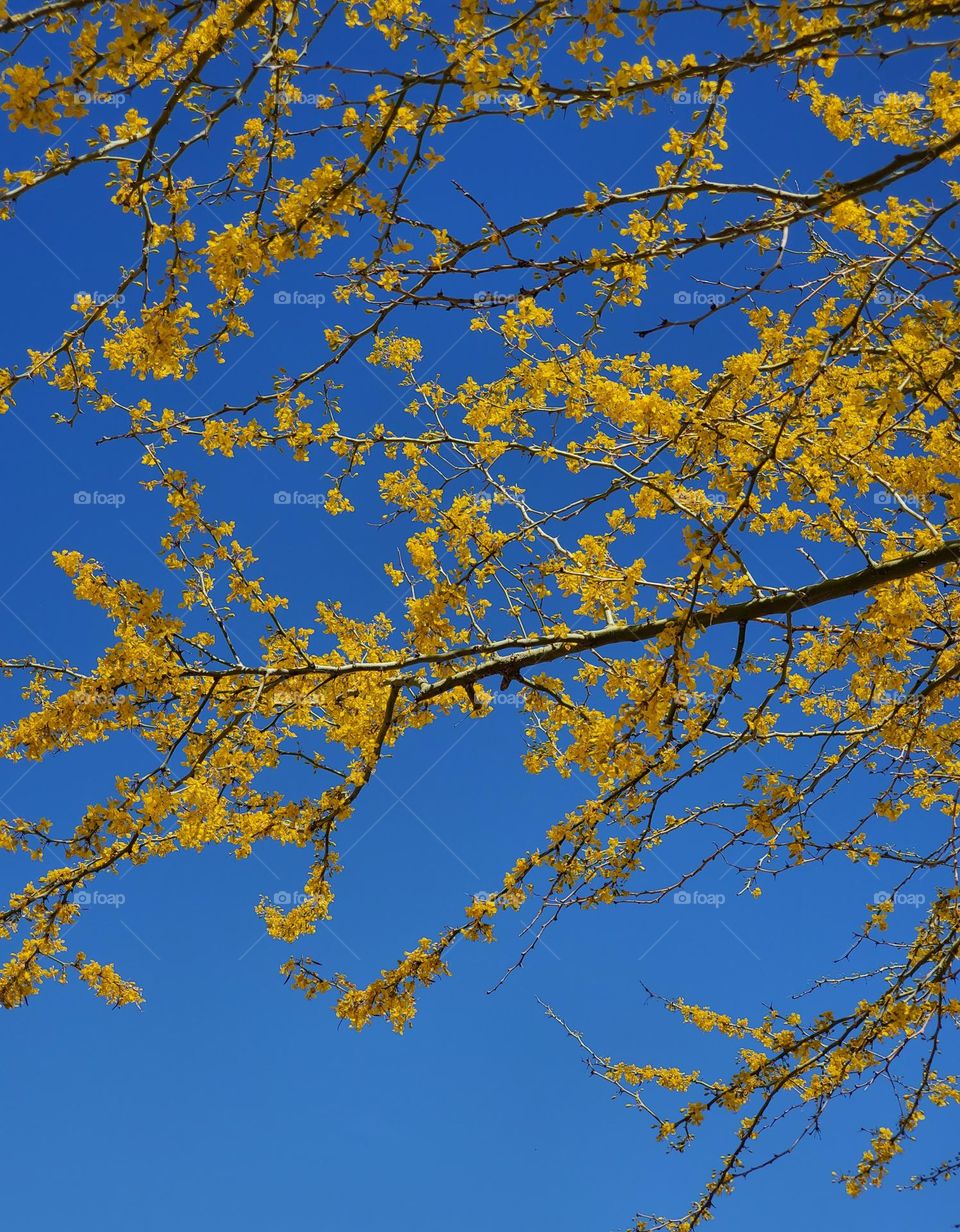 Colors of Ukrainian Flag in Nature