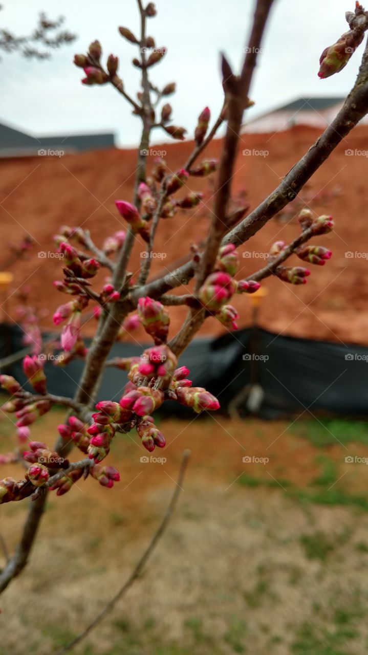 Flower, Tree, Nature, No Person, Outdoors