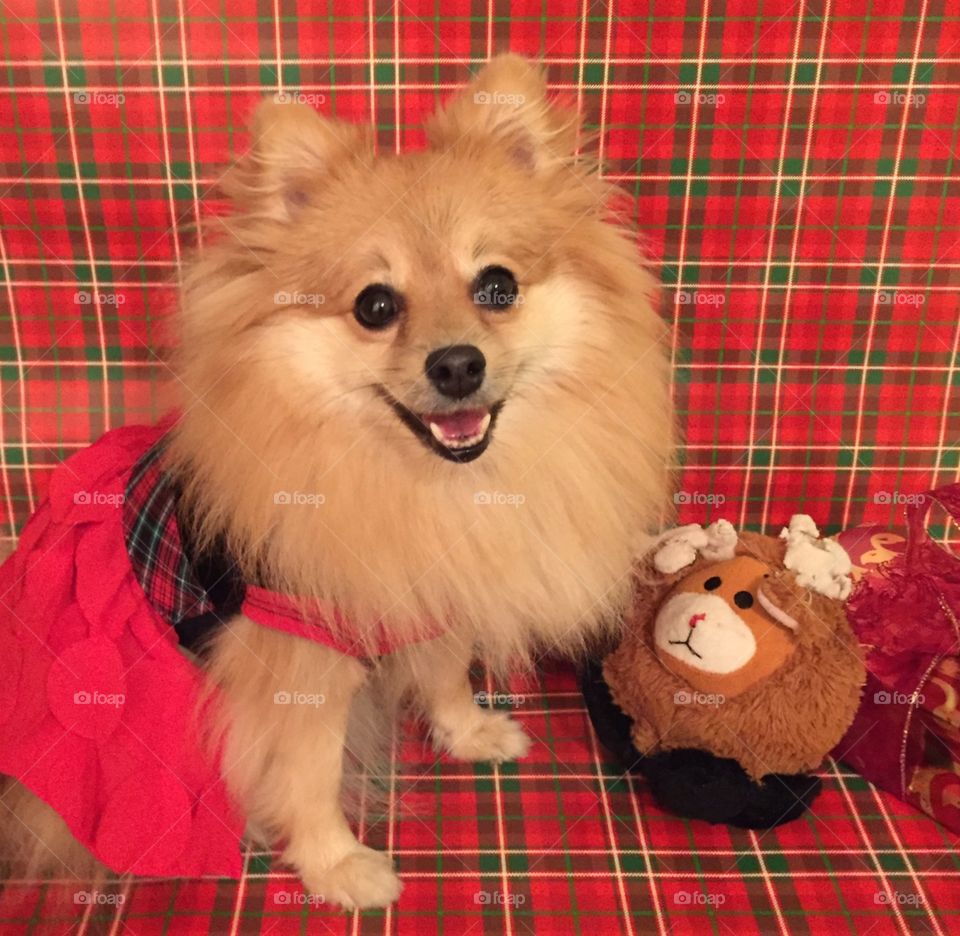 A Pomeranian Christmas . Gia and her moose