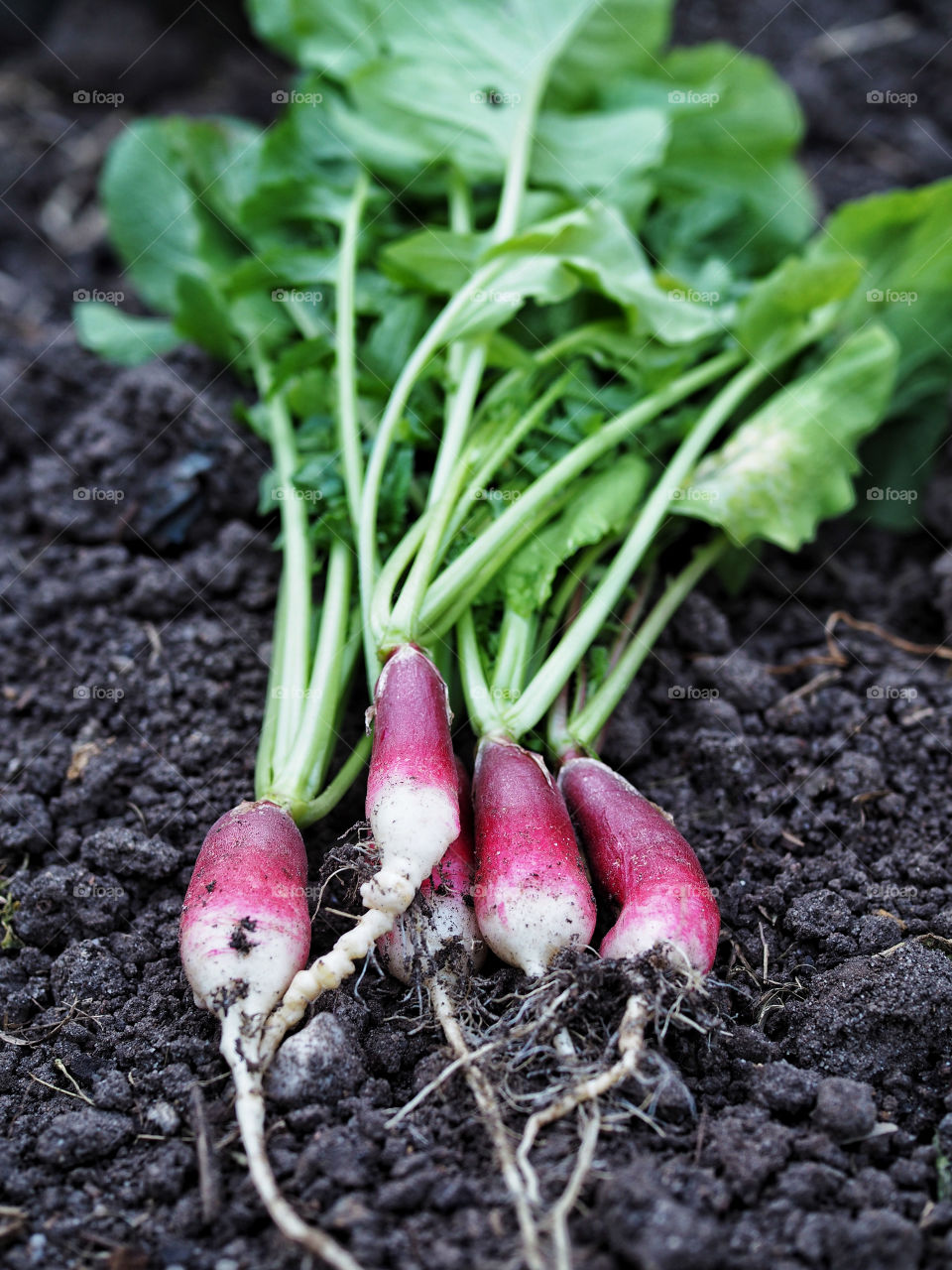 French radishes fresh from the garden 