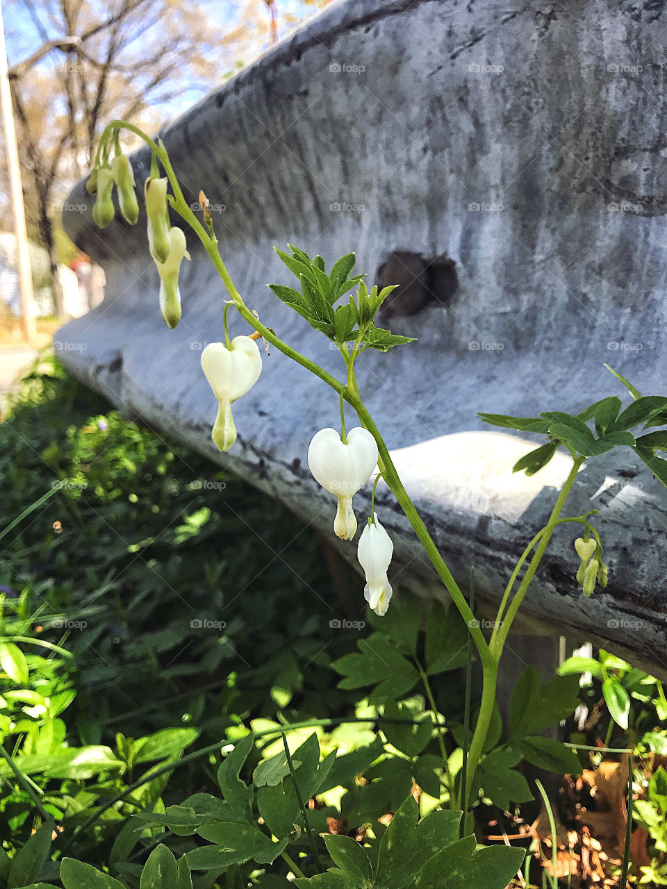 White bleeding hearts on the roadside 