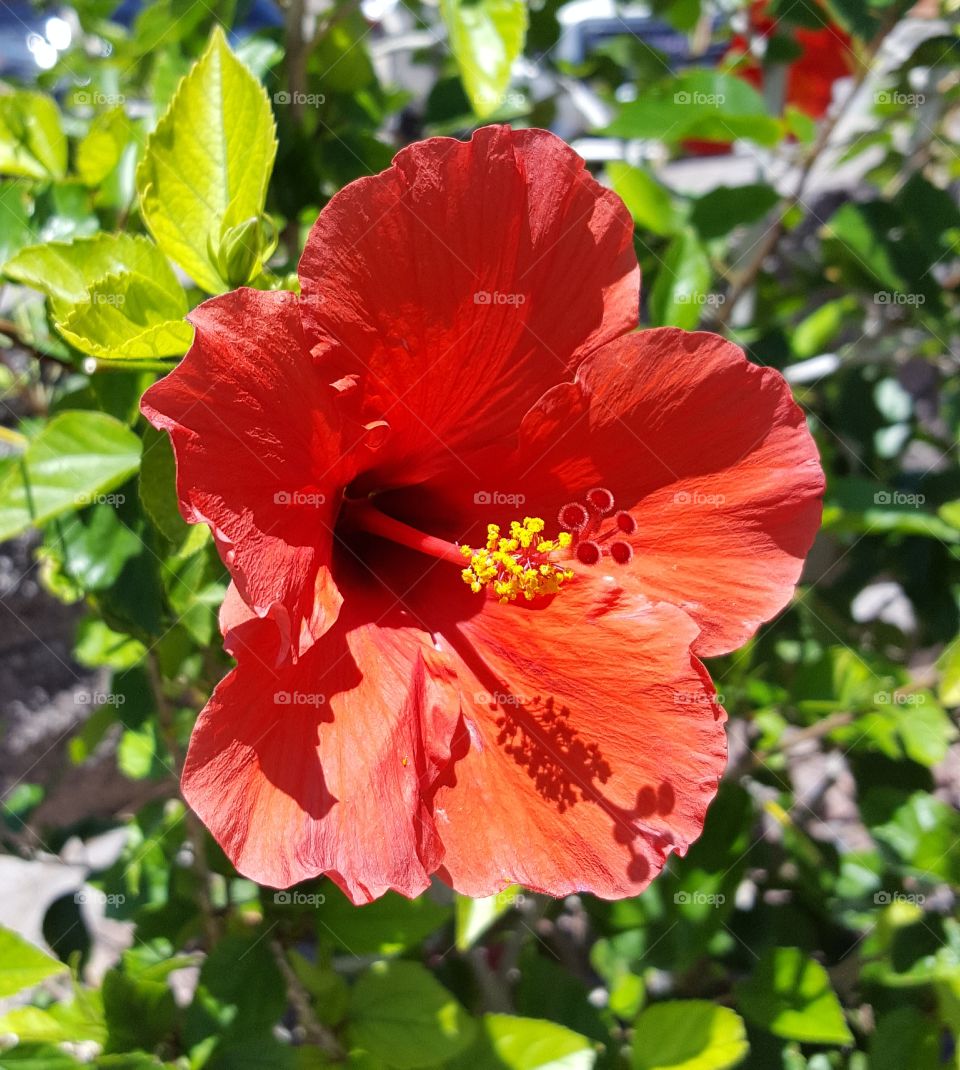 Hibiscus Blossom Closeup in Tempe AZ