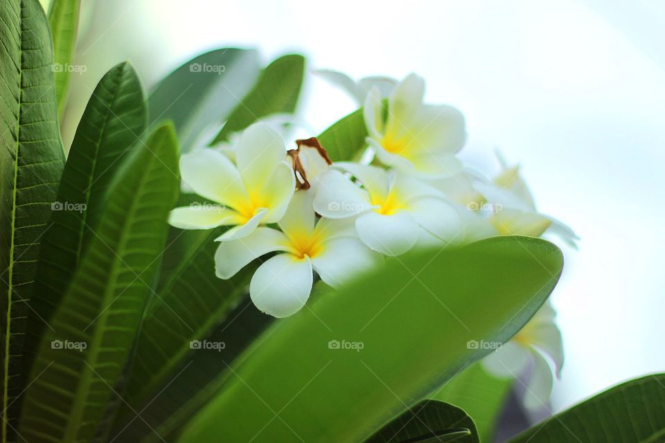White Plumeria or Magnolia or Kamboja Putih