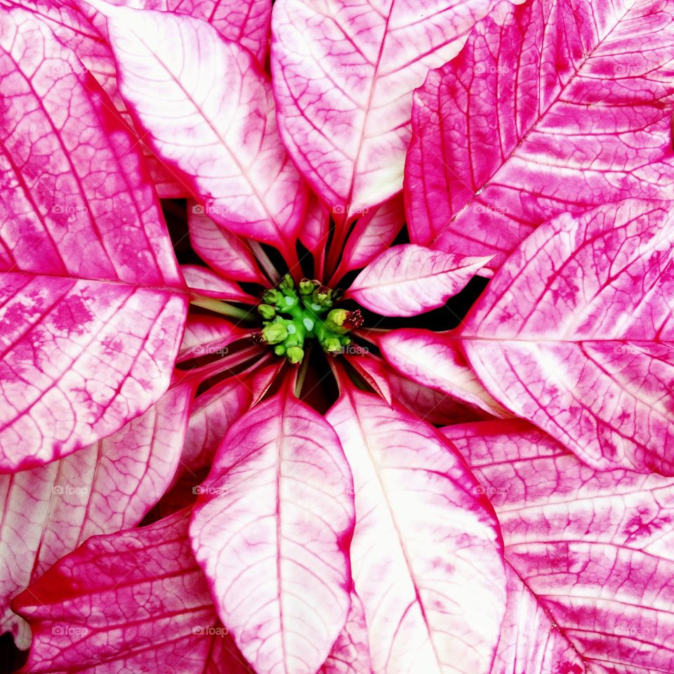 Hot pink poinsettia 