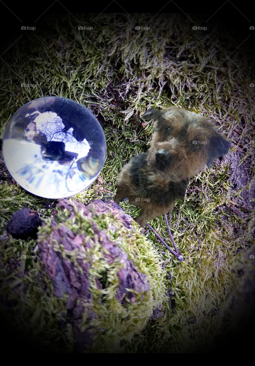 Lensball at tree with dog