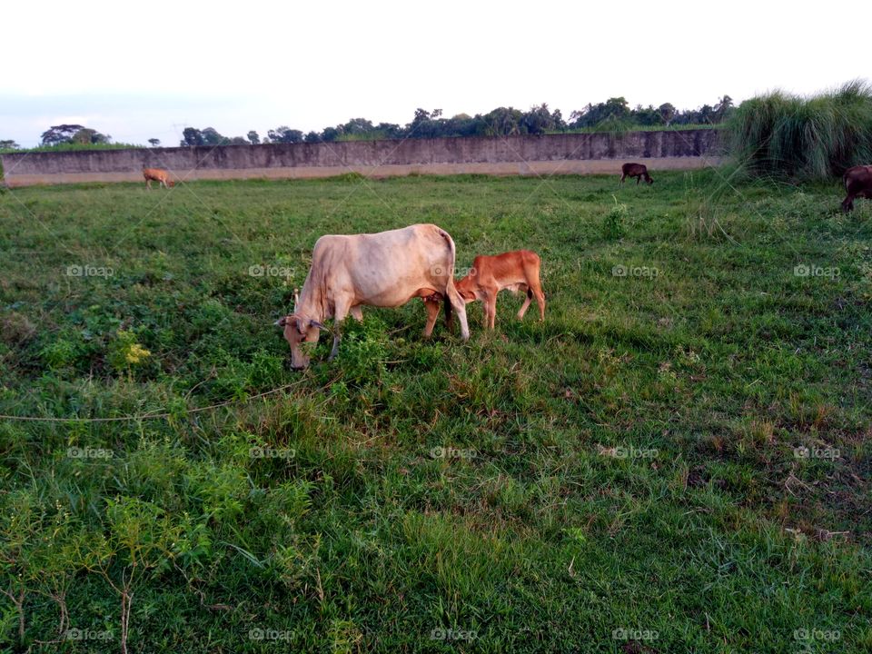 mother cow and child