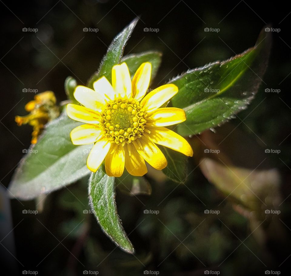 Yellow flower spring bloom