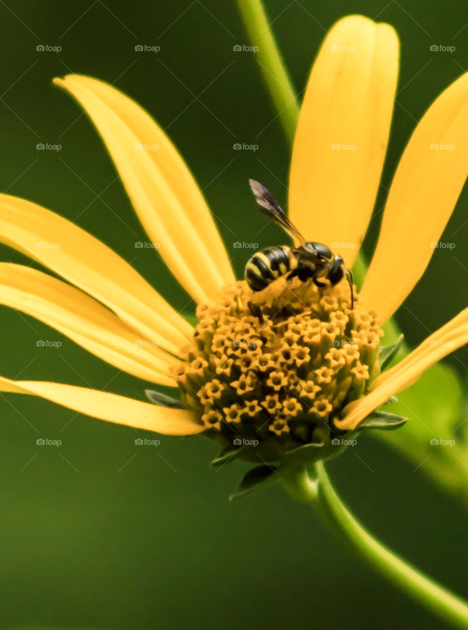 Bee pollinating a flower