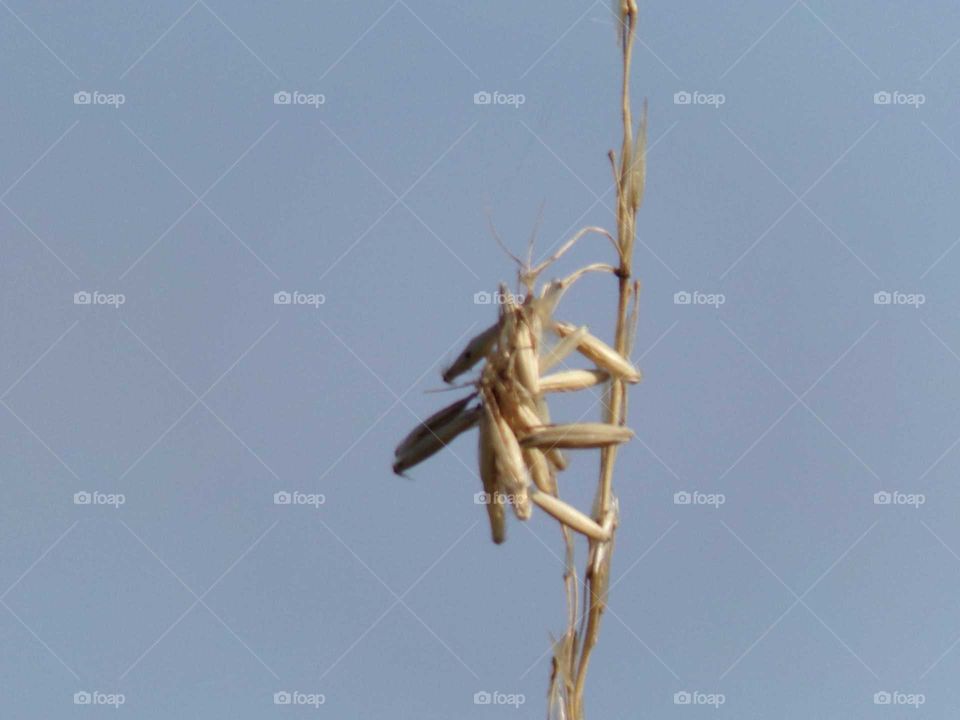 verblühte Gräserisppe an einen Grashalm