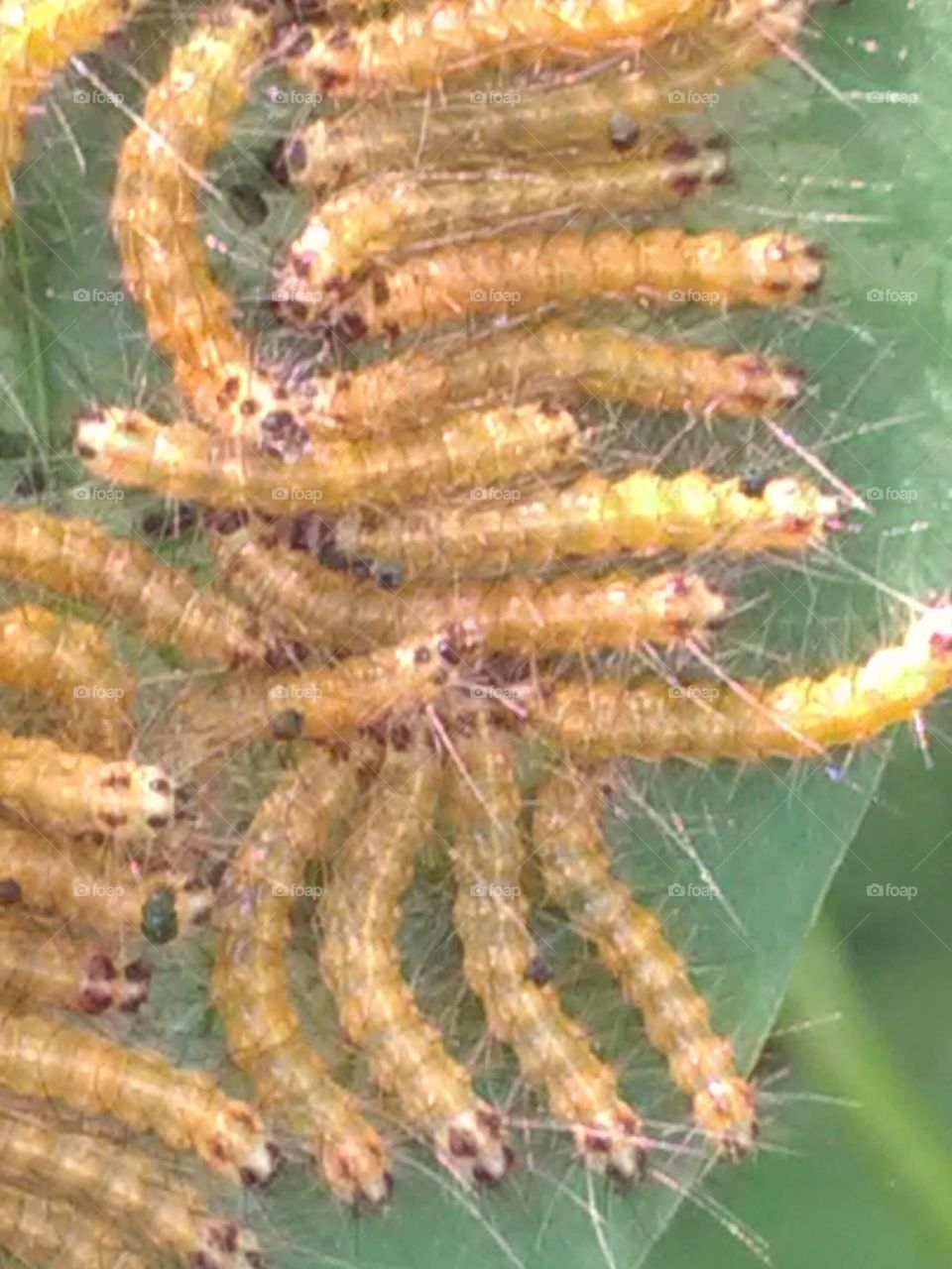 After rainy days, we get to see the types of Ilio species of egg, larva and worm.