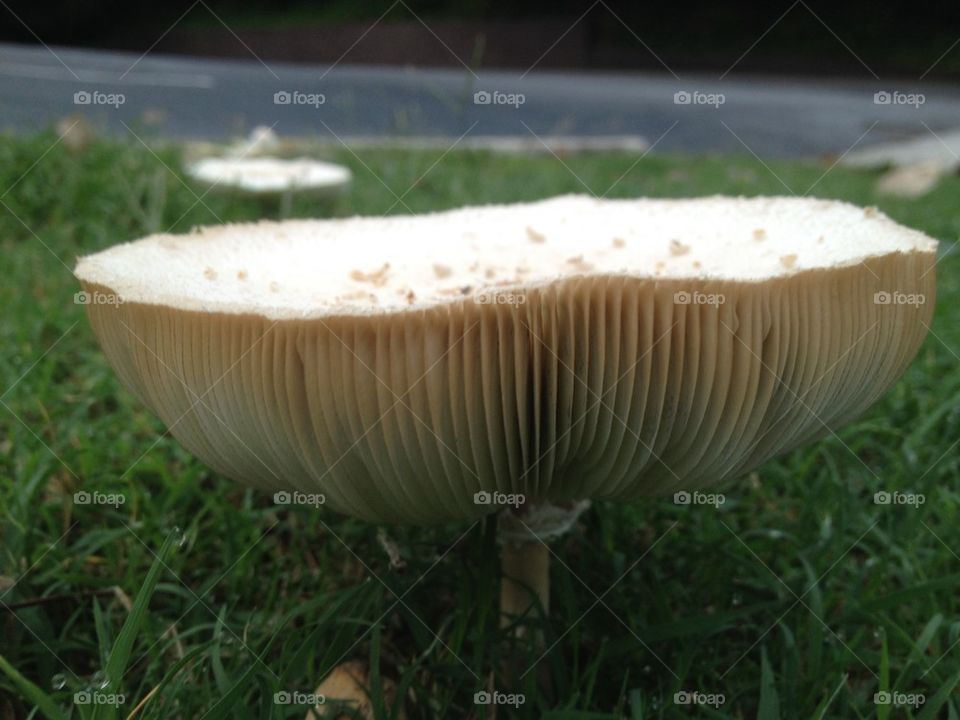 Tabletop shroom