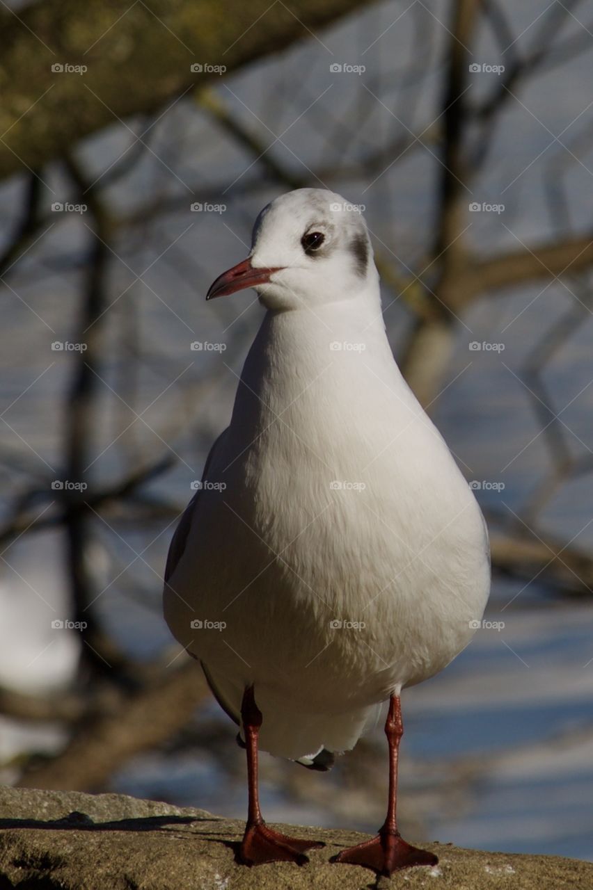 Seagull
