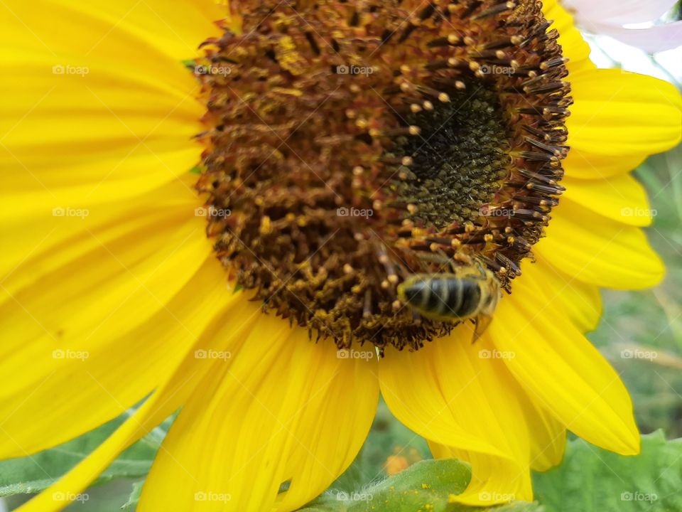 bee on sunflower