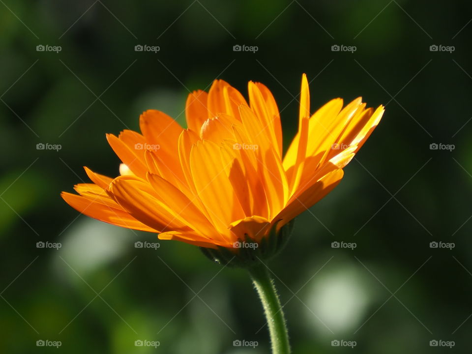 Sunny Marigold