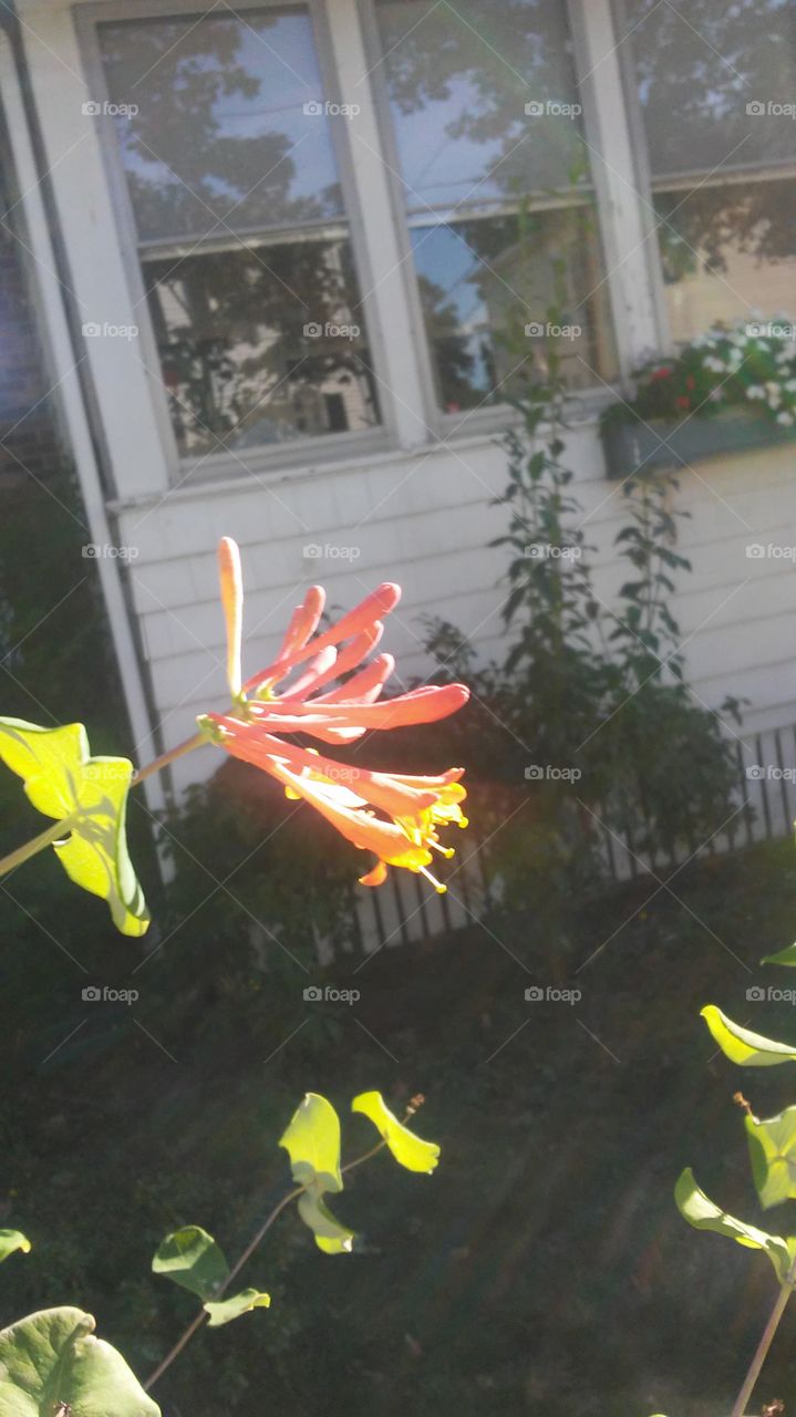 No Person, Flower, Outdoors, Nature, Summer