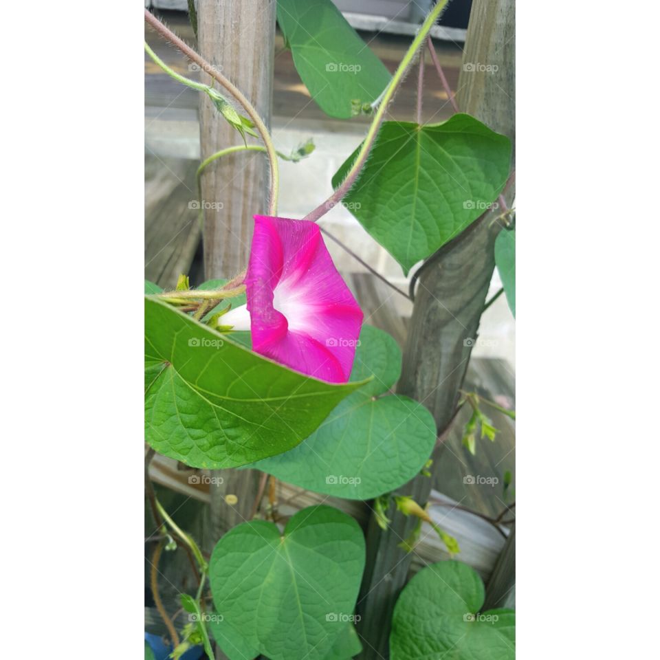 Leaf, Nature, Flora, Flower, Disjunct