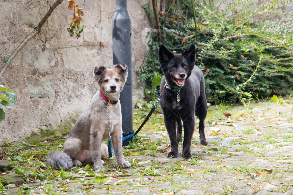 Patient dogs 