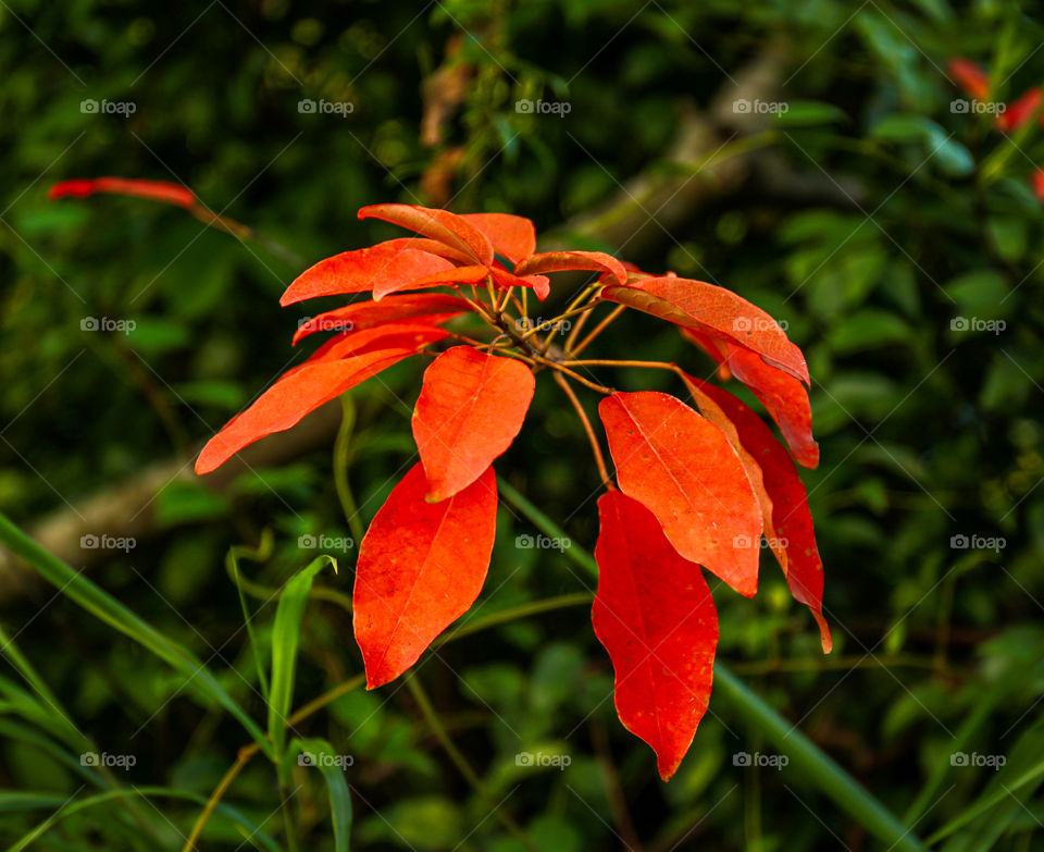 The color of September walk