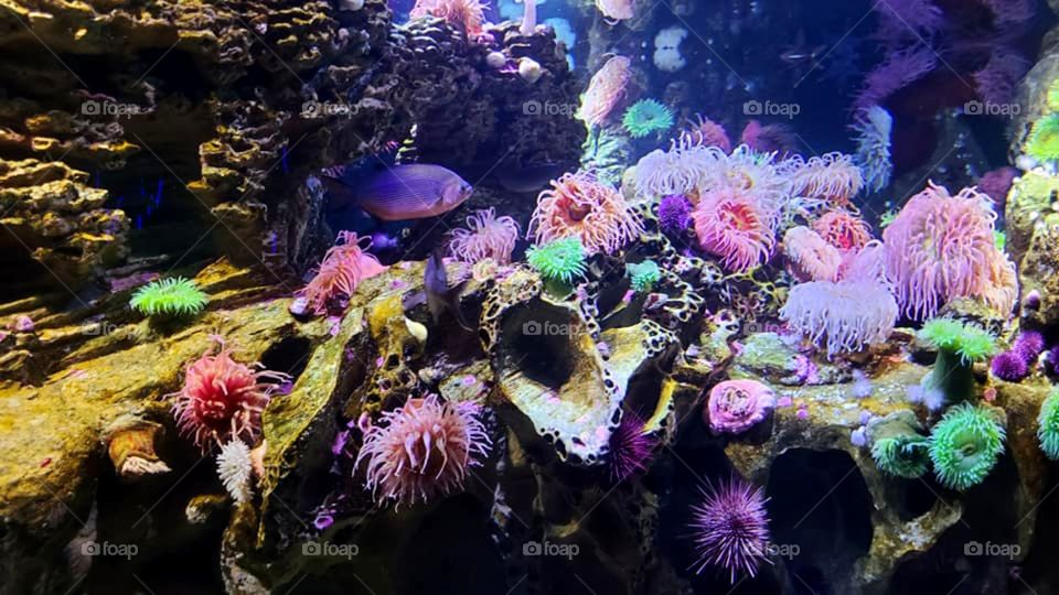 Coral Reef Tank at the Aquarium