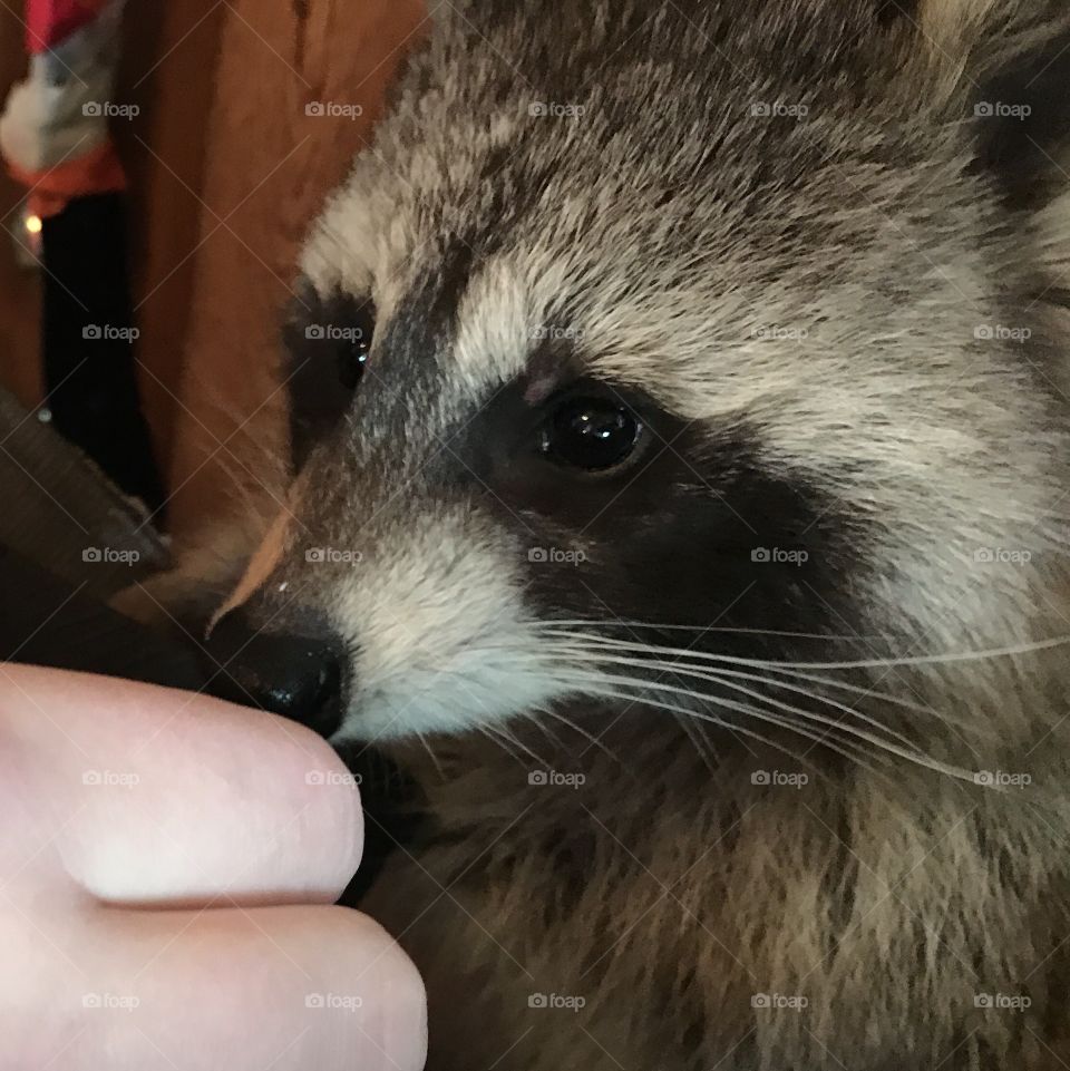 Raccoon sniffing something being held in the person's hand.
