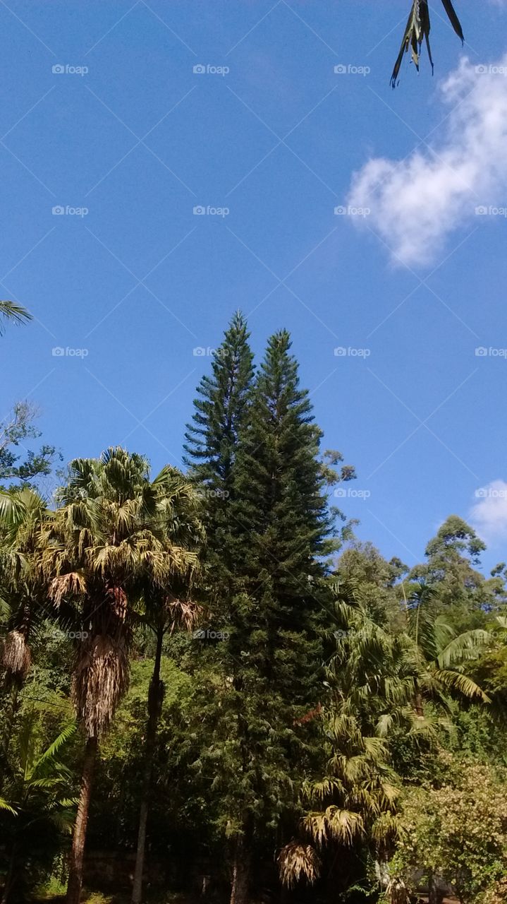 Céu azul da Serra do Japi. Olha só que beleza a natureza é o infinito!!! Vale a pena respirar o ar puro daqui. 