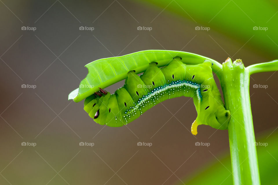Green worm. Green worm eating my tree leaf, is my model.