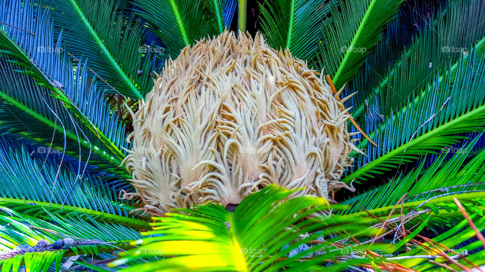 Saga palm