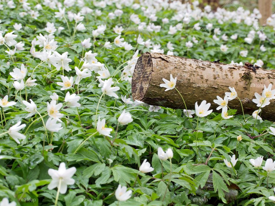 Flowerbed of wood anemones and a tree log
