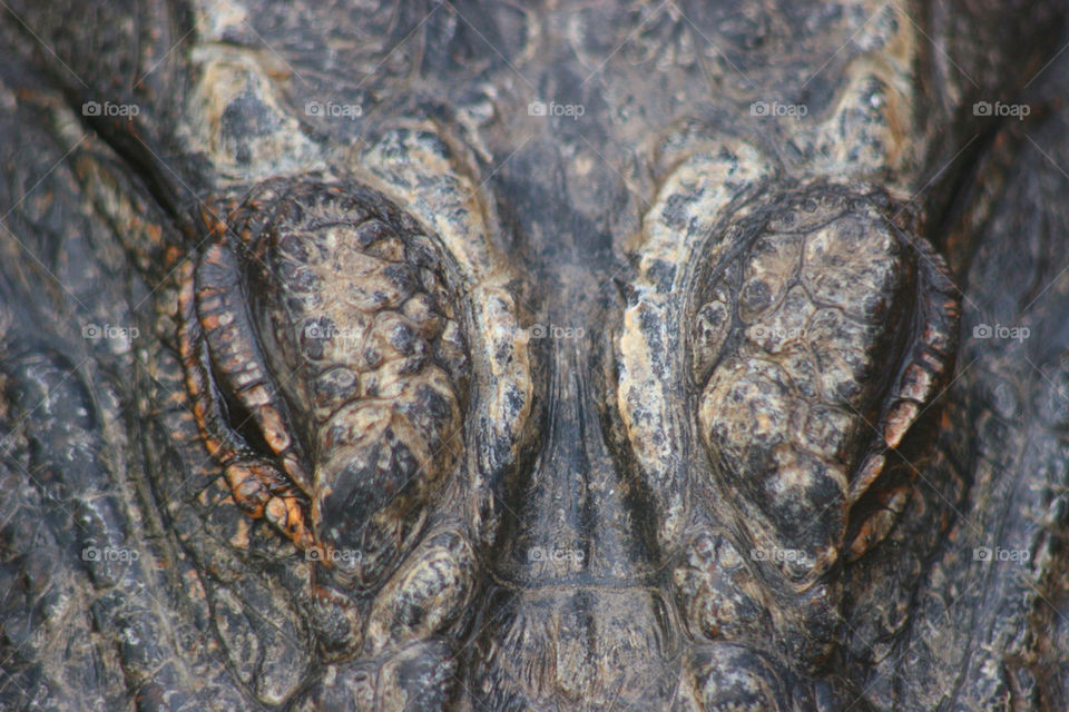 eyes reptile crocodile croc by kshapley