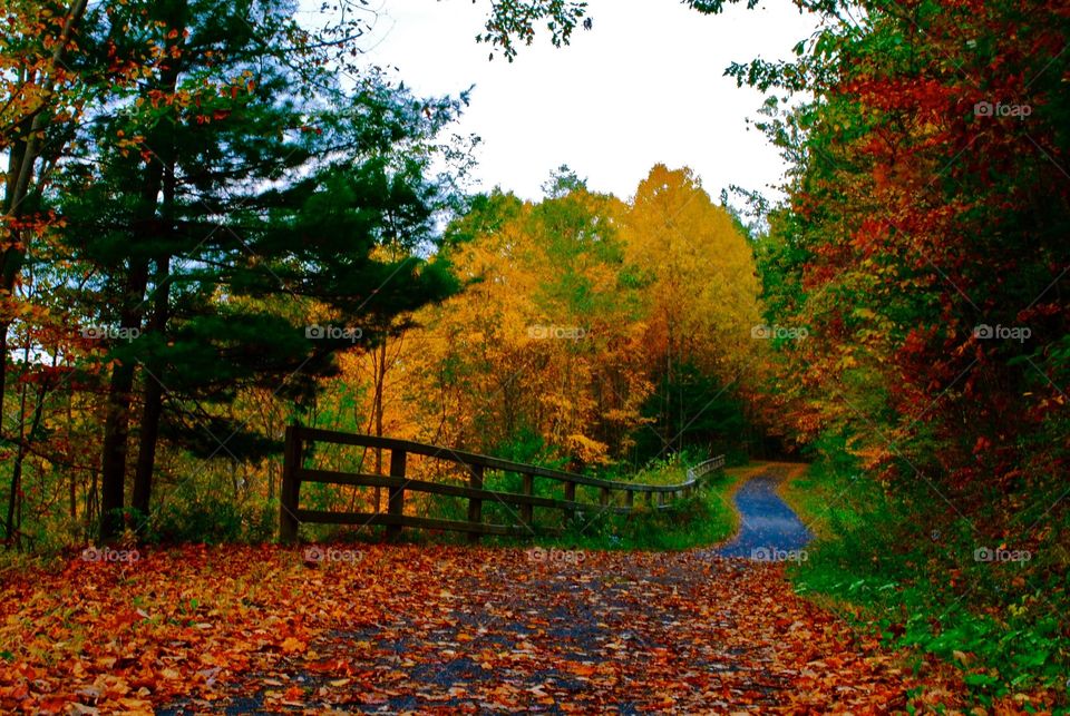 Autumn Trail