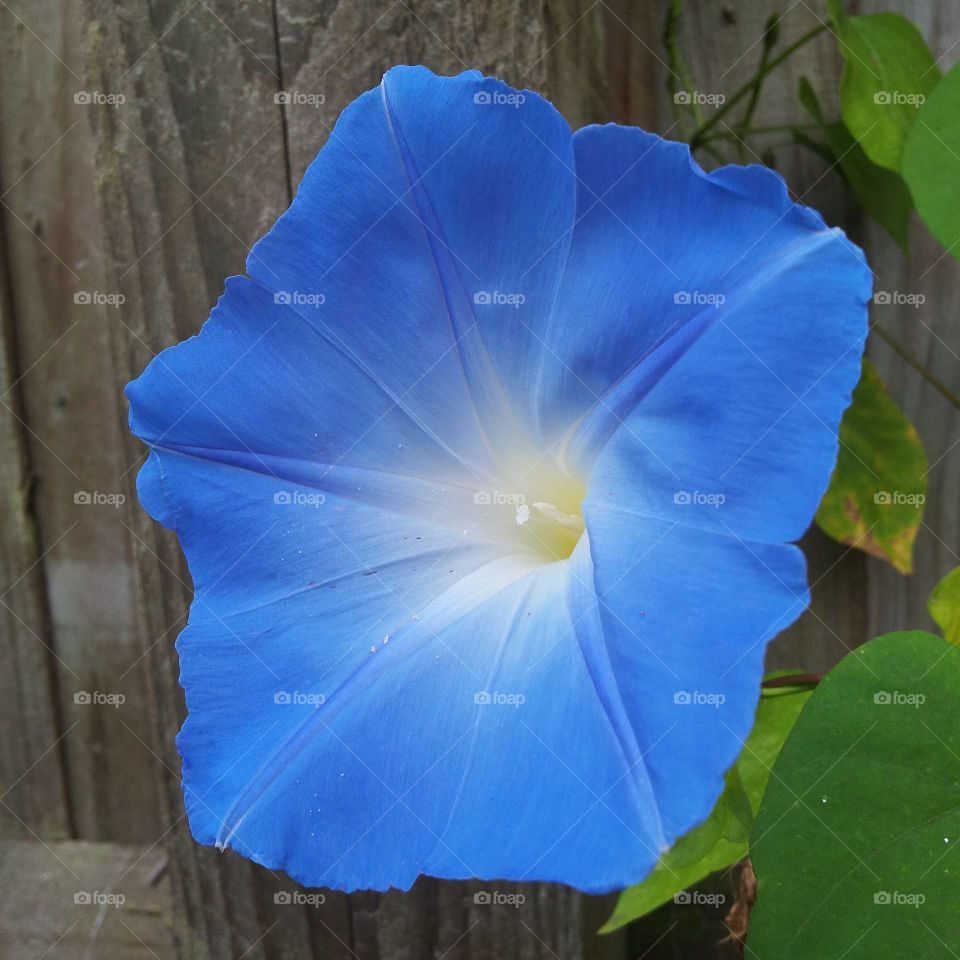 Morning Glory  Flower