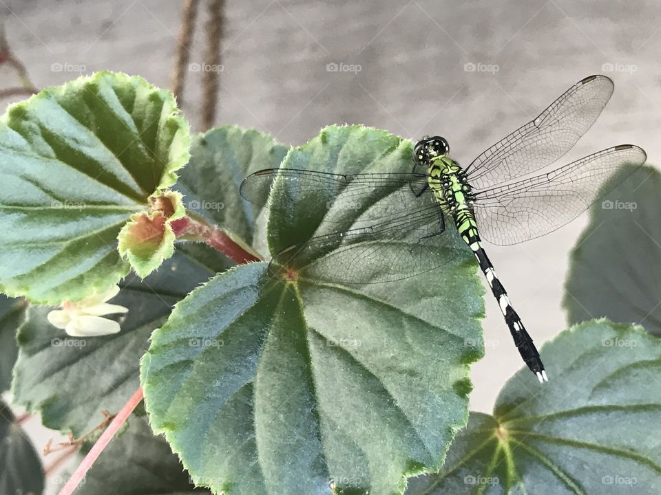 Dragon fly on leaf of begonia. Beautiful green colors on a concrete background.