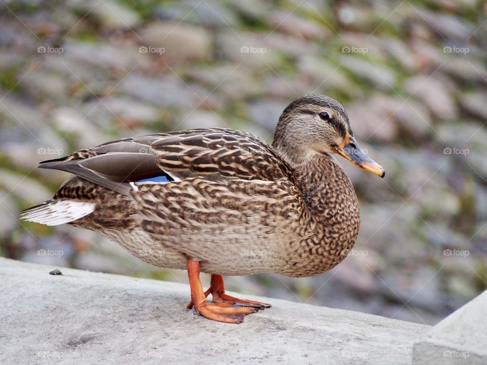 Duck