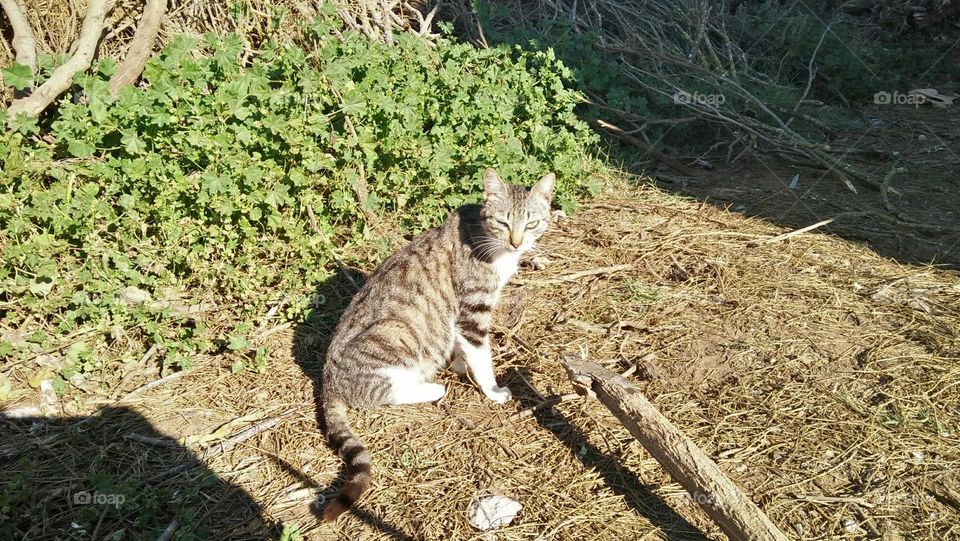 Beautiful cat looking at my camera.