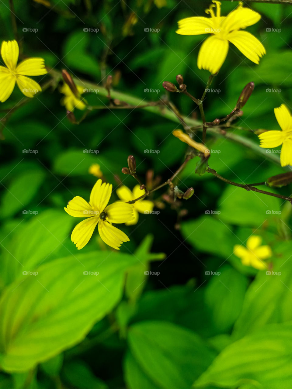 yelow tiny wild flowers