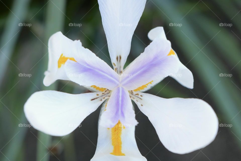 A white, lavender and yellow flower stands alone almost full bloom showing its delicate details