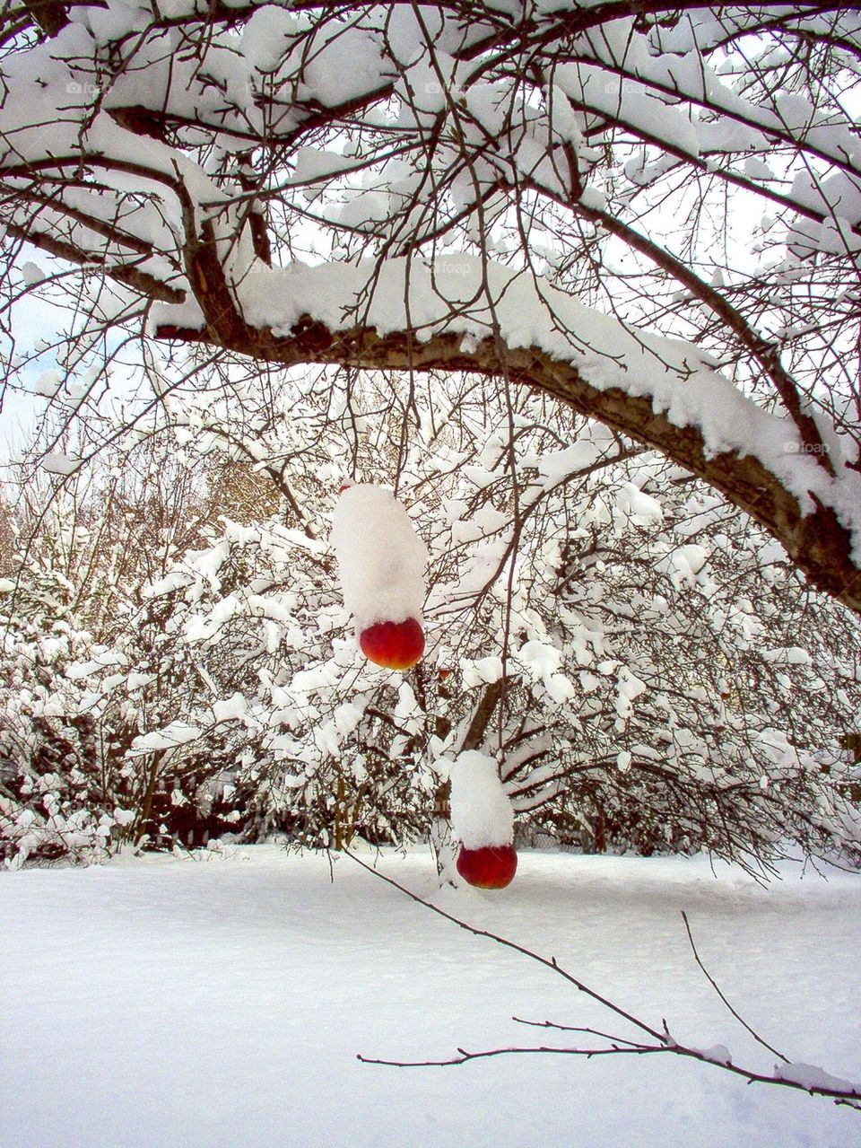 Perseverance in Winter Wonderland