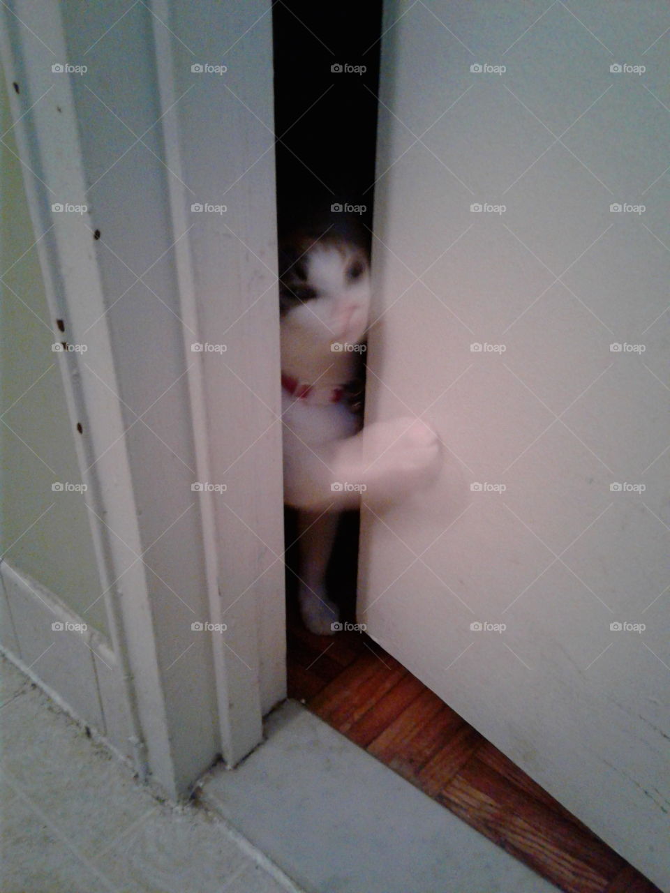 cat open door