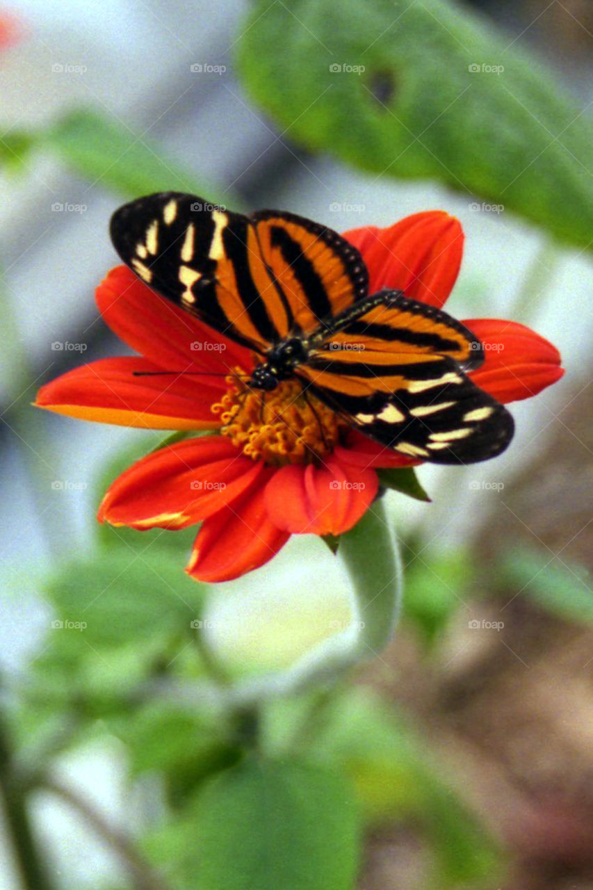 Butterfly on a flower 