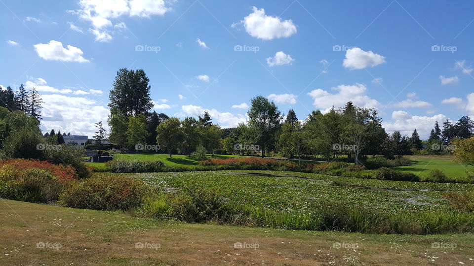 Lily pond