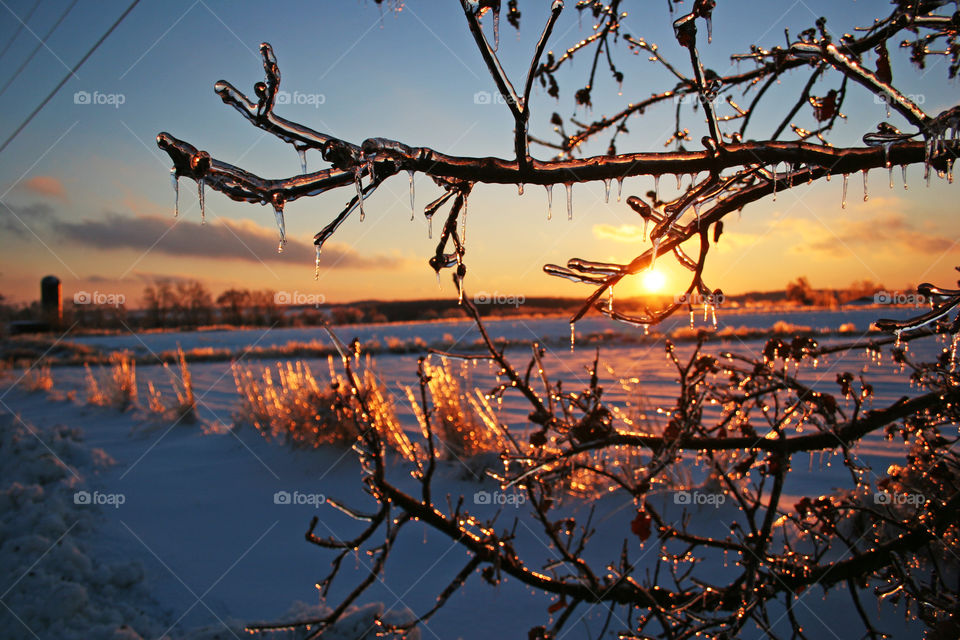 tree limbs with ice a nd the sunset in the background