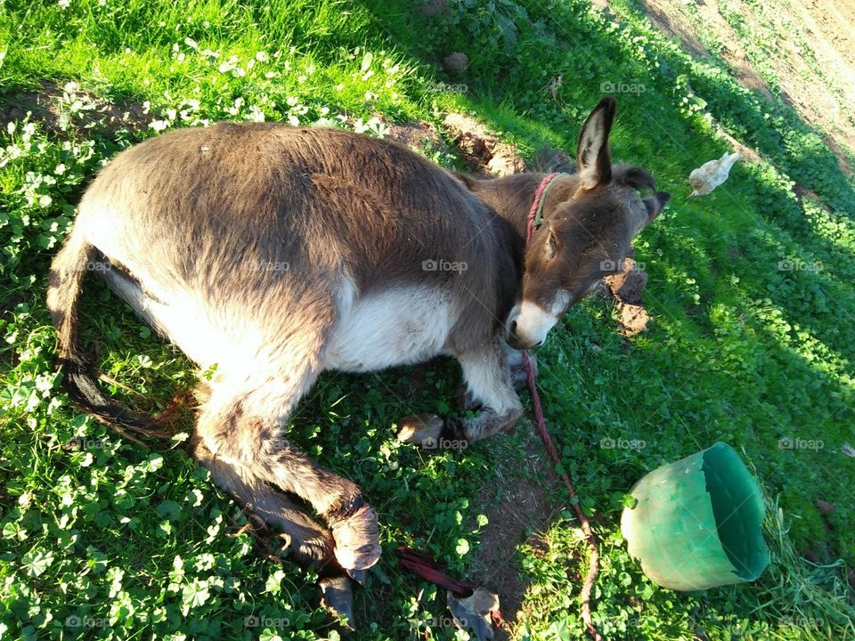 Small donkey