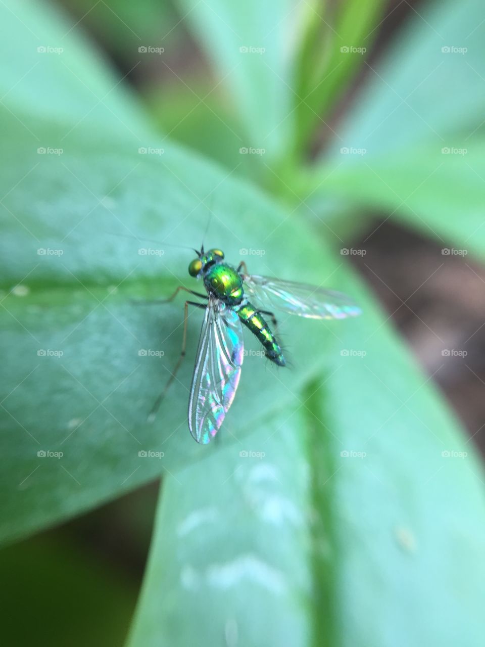 Glittering fly