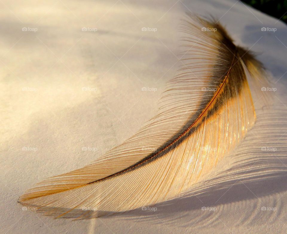 golden feather