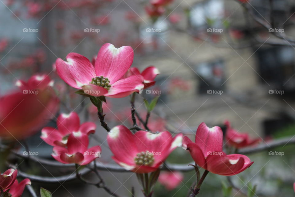 A few pink dogwood blossoms up close 